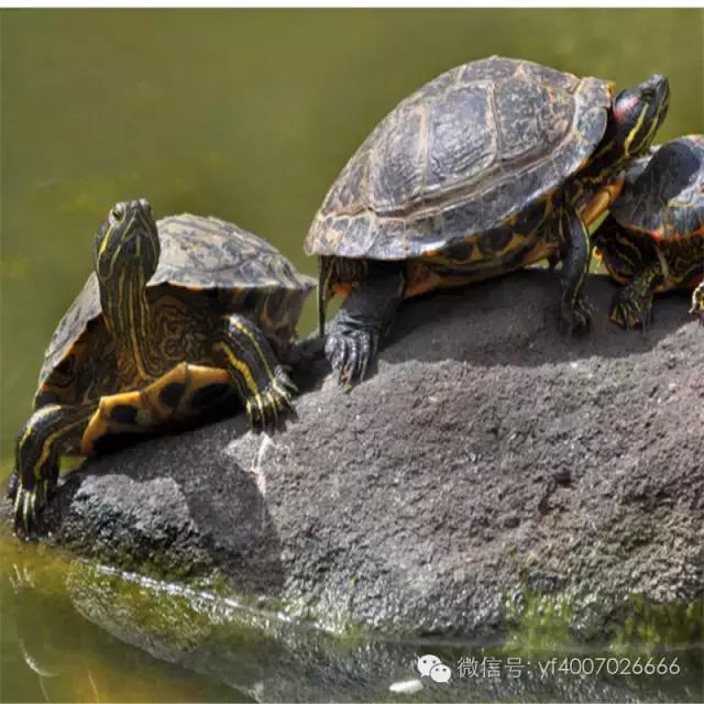 巴西龟最详细的饲养教程,焦糖巴西龟饲养方法