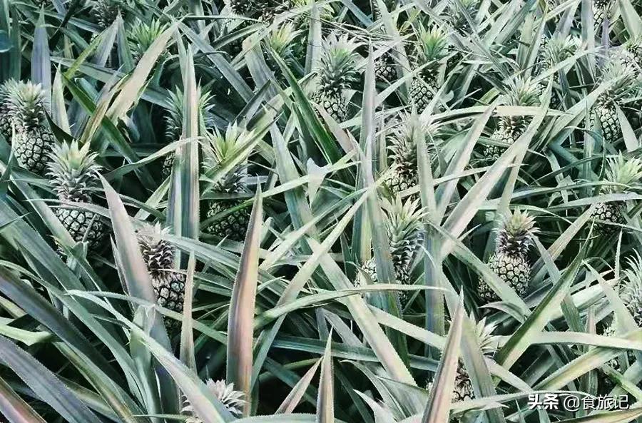 菠萝和香水菠萝什么区别,香水菠萝和海南菠萝区别