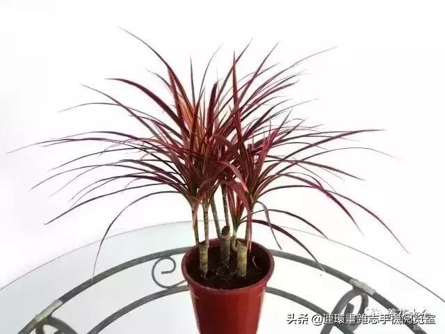 100种常见花卉植物图谱,100种花卉素描图谱