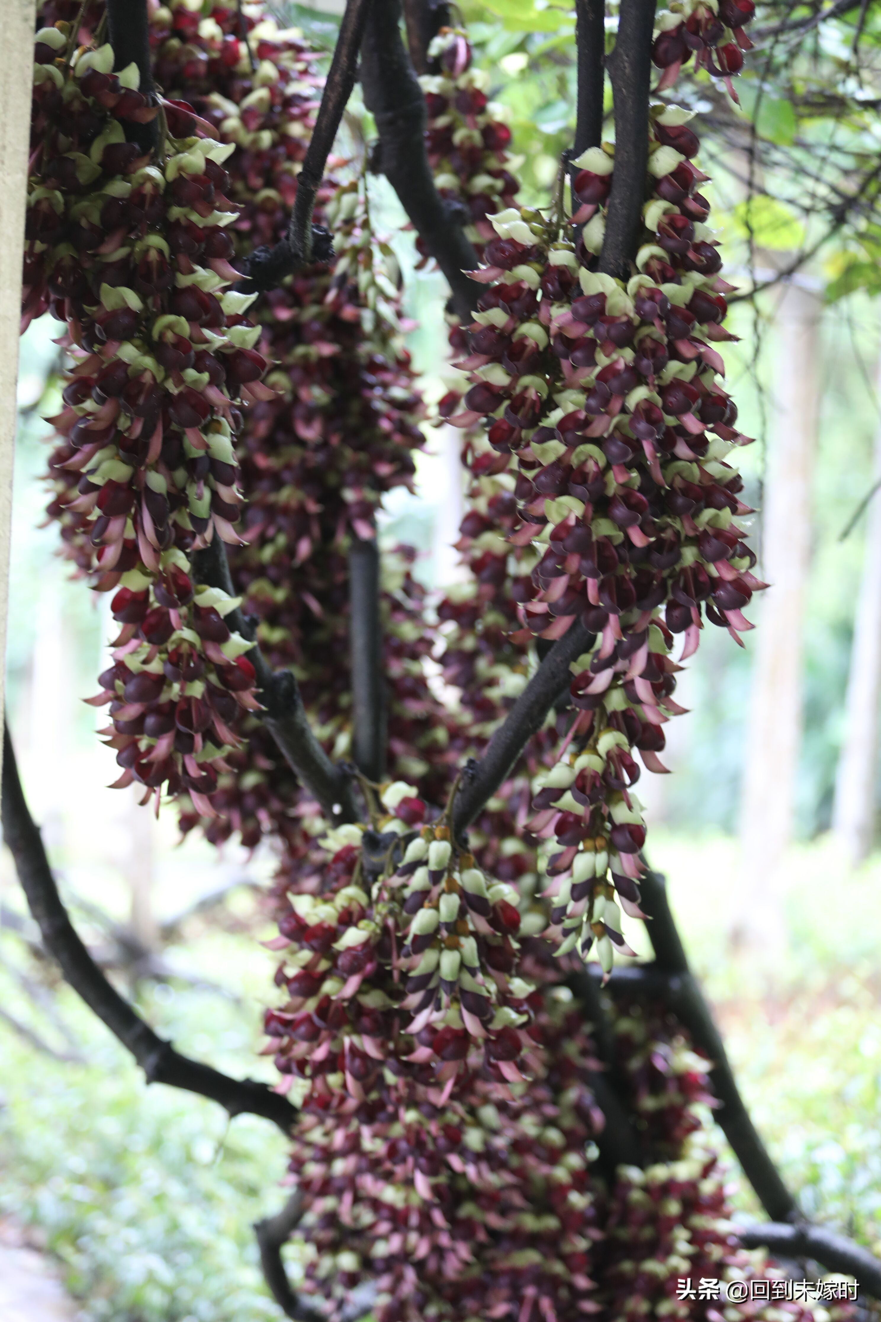 深圳东湖公园禾雀花,深圳东湖公园现在有花吗