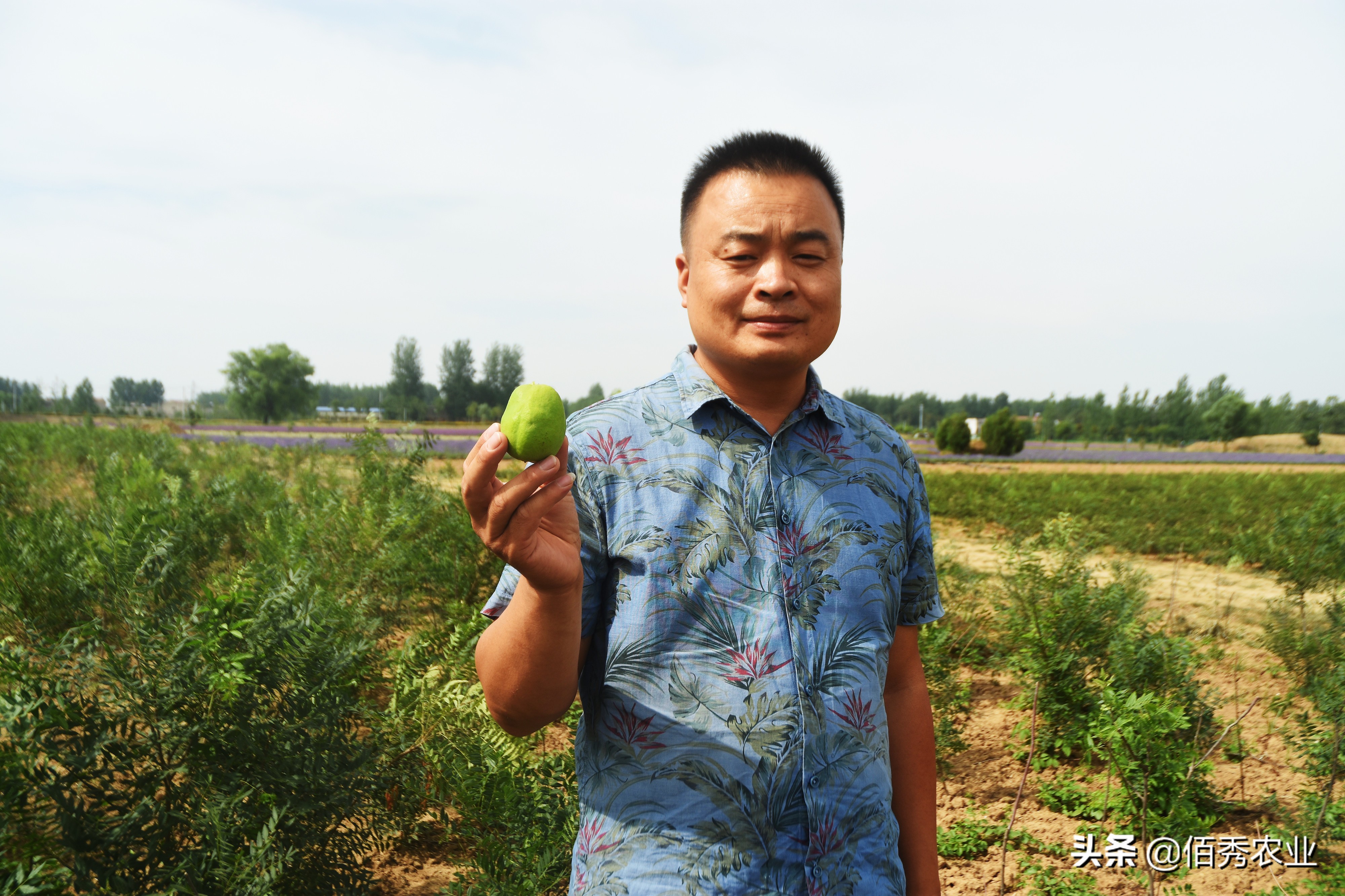 十大经济价值高的果树你在种吗,种植文冠果树