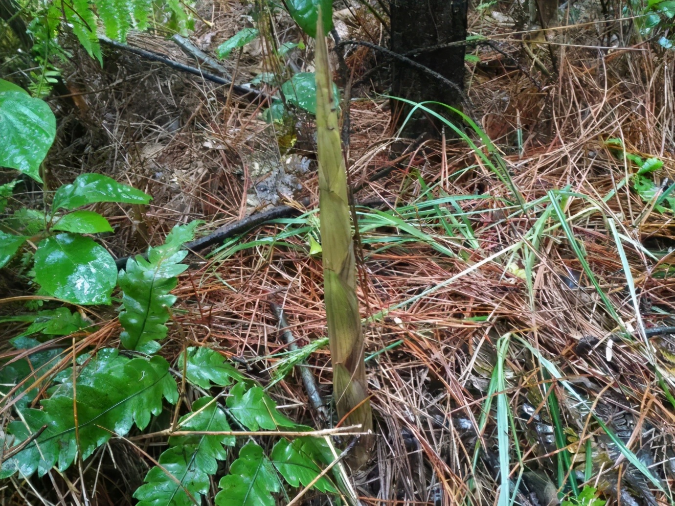 腊肉野生笋,高山野生嫩笋腊肉