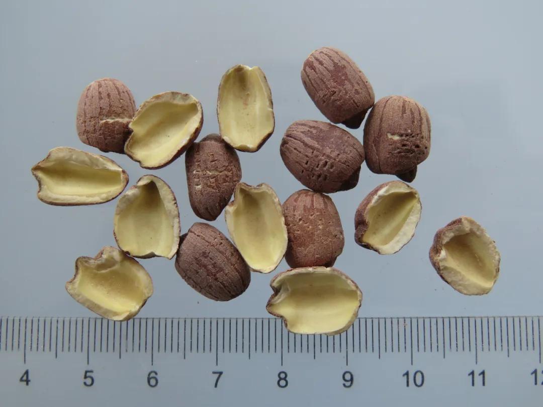 中药材莲子心,中药材莲子的用量