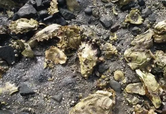 秦皇岛赶海拾贝地址免费,北海赶海挖螃蟹方法