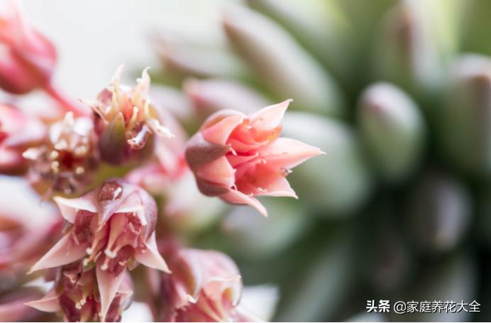 多肉冬天开花怎么办,多肉红稚莲冬天开花