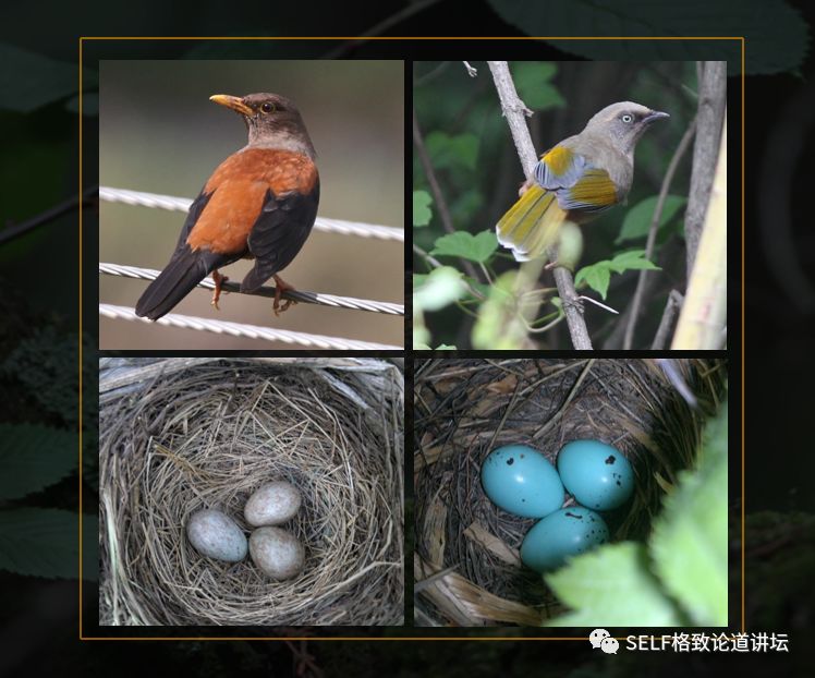 科学家如何观察植物,鸟类的研究方法