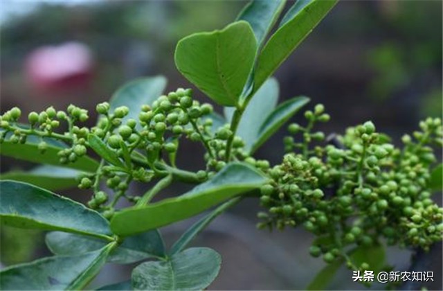 花椒病虫害的生物防治措施学习班,花椒种植管理技术与病虫害