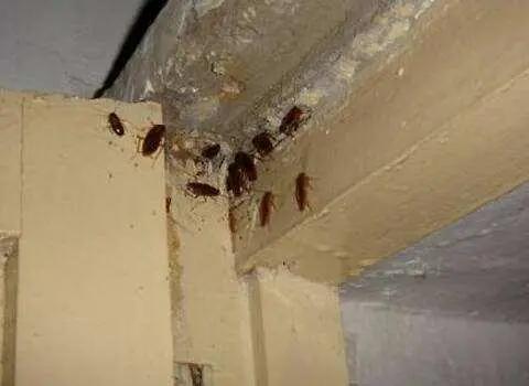 家里有蟑螂怎样能彻底消灭最有效,家里有蟑螂怎么消灭最快的方法