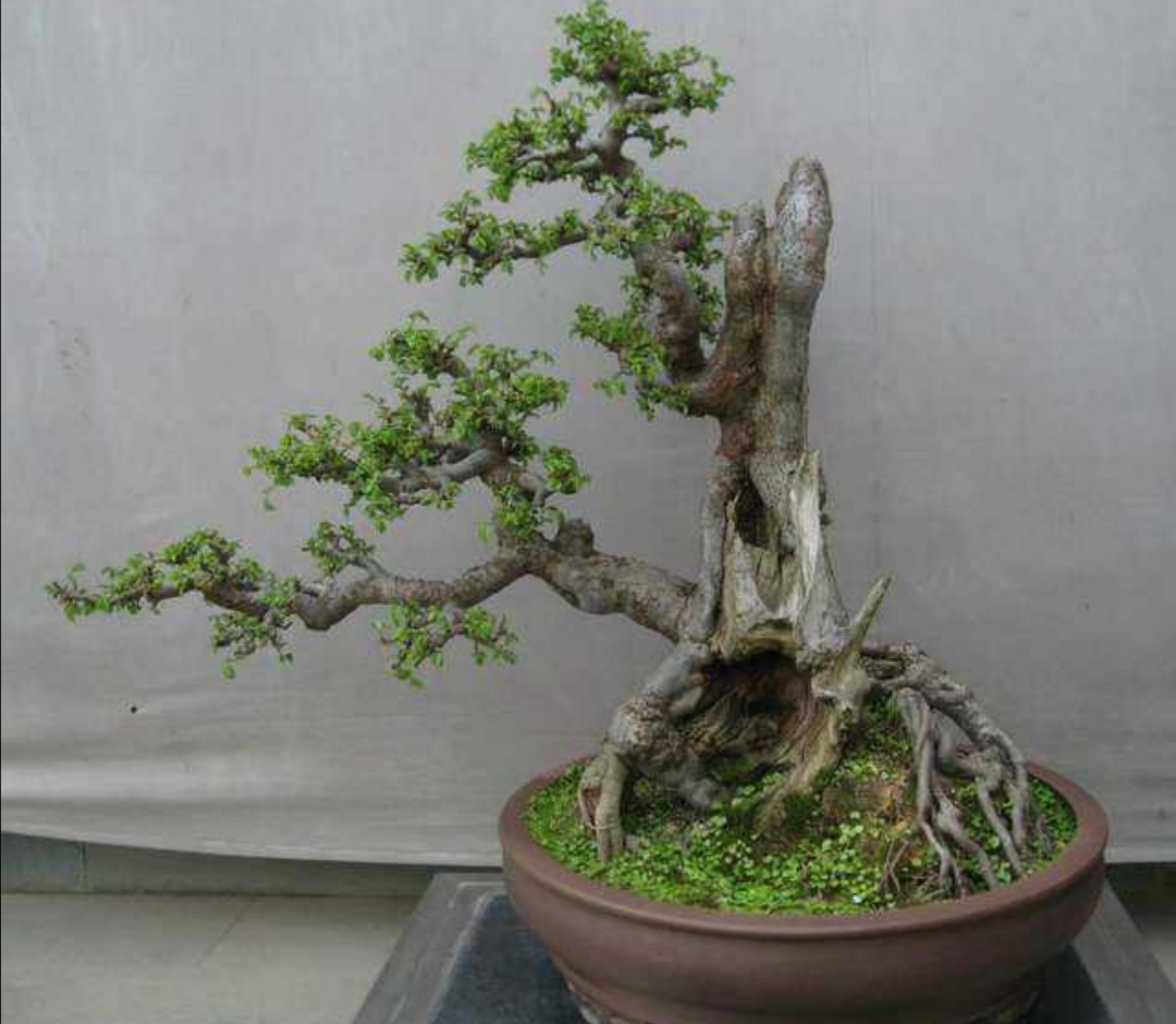 普通榆树怎么修剪成盆景,榆树盆景怎么做一个简单的造型