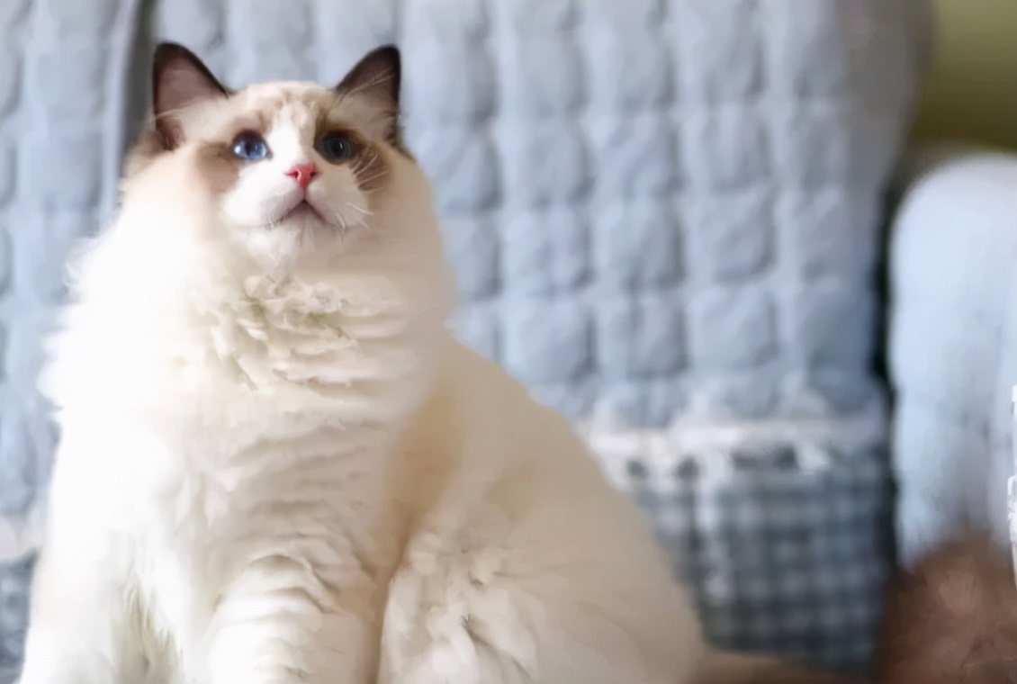 1000的布偶猫和1万的布偶猫区别,最高赛级布偶猫多少钱一只