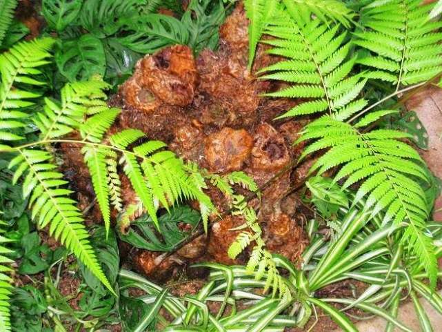 植物都有哪些奇妙之处,植物的奇特现象有哪些