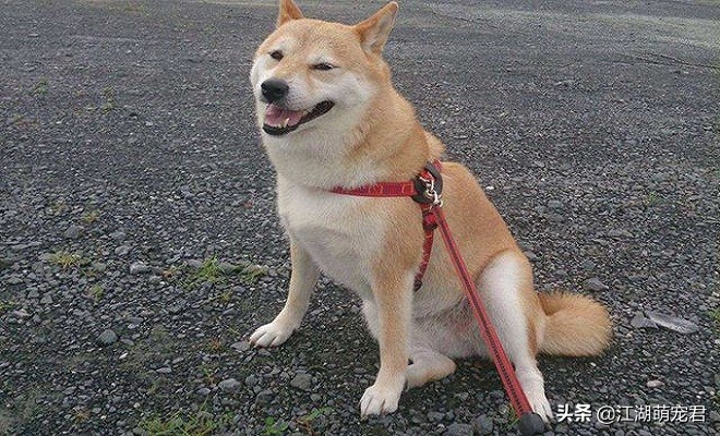 遛狗途中狗狗突然不肯走，不要生拉硬拽，可能是下面5个原因