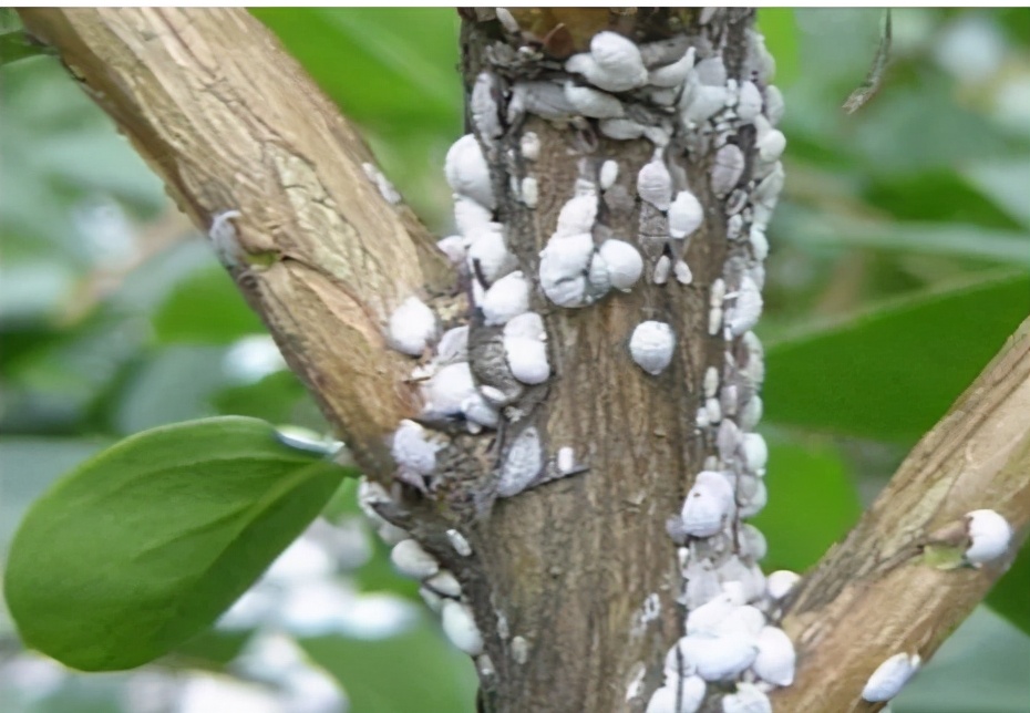 介壳虫种类图片大全,十种常见蚧壳虫图片