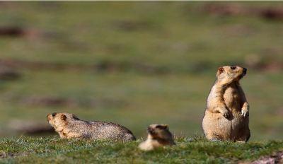 灭鼠最快方法,怎样才能灭鼠啊