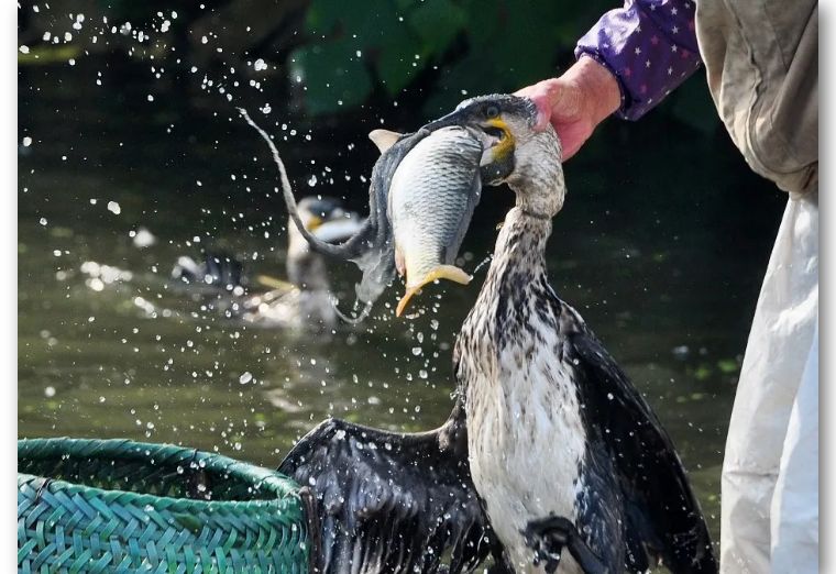 日本一马仔拿到钱就跑了!诈骗集团上网发“江湖通缉令”悬赏百万