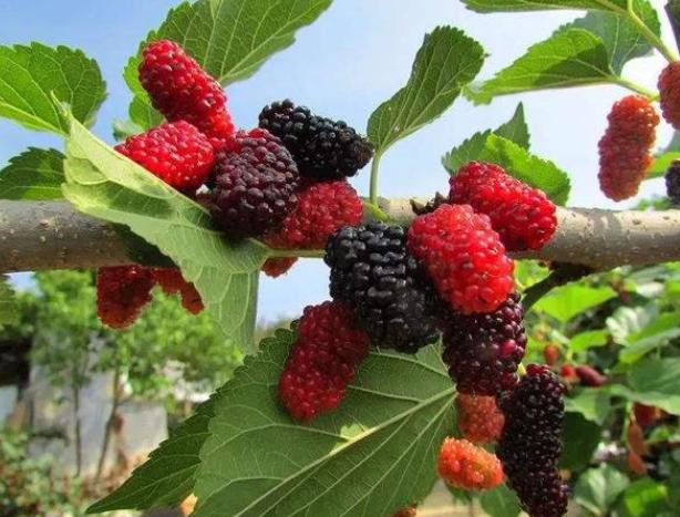 6月份适合泡酒的水果,用什么水果泡酒喝可以美容养颜