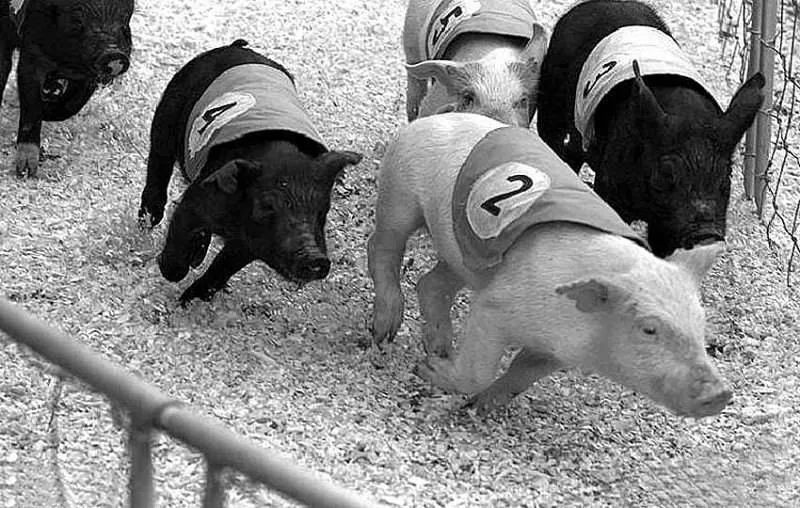 灵魂摆渡者怎么破除迷雾,灵魂摆渡鬼差没有灵魂会怎么样