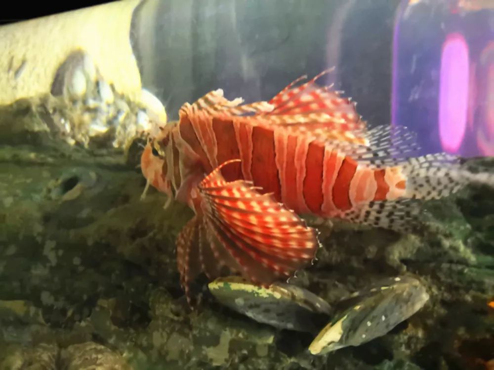 吉隆坡双子塔登塔攻略,吉隆坡双子塔阿罗街旅游攻略