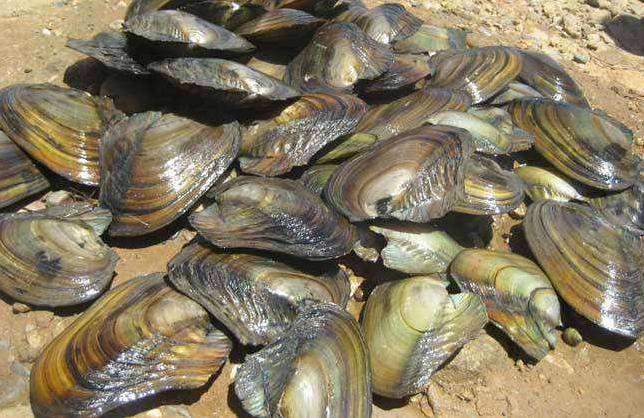 农村里的7种“野味”,现在很少能买到了,全吃过的人估计不多