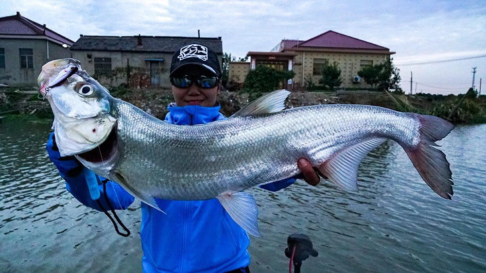 蓝旗鱼振动波路亚翘嘴,振动亮片钓翘嘴