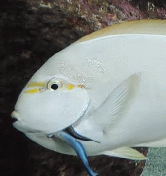 清洁鱼最大能养到多大,清洁鱼生命力有多强