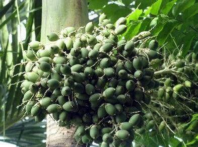 关于海南槟榔的那些二三事“槟榔哥”和“槟榔妹”们有同感吗?