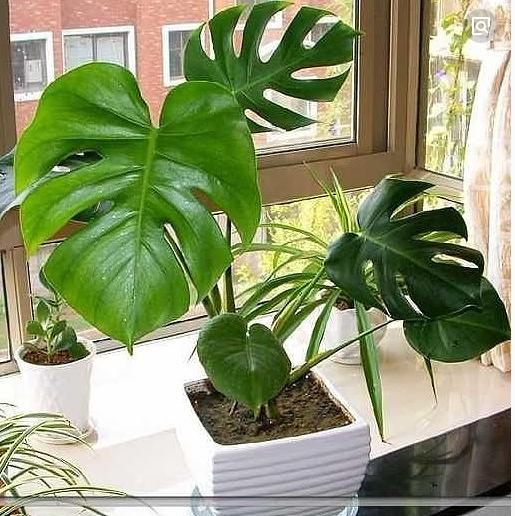 不含盆的水培植物室内懒人养不死,水培金枝玉叶室内绿植懒人盆