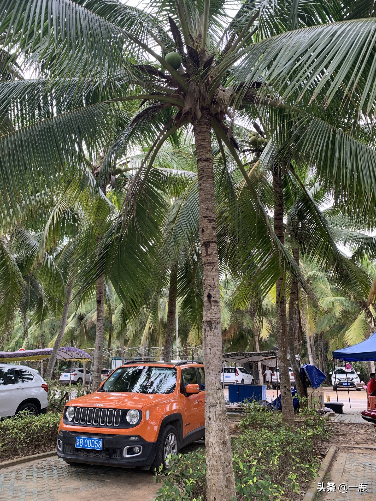 三亚租车攻略来海南就是要自驾,海口租车自驾去三亚攻略