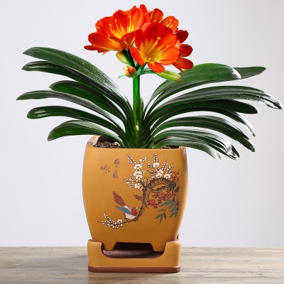 公司绿植购买租赁方案,绿植租摆服务的策划方案