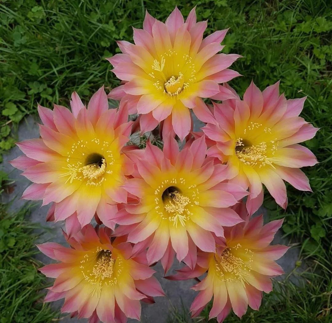 100种仙人球花图片,100种仙人球的品种视频