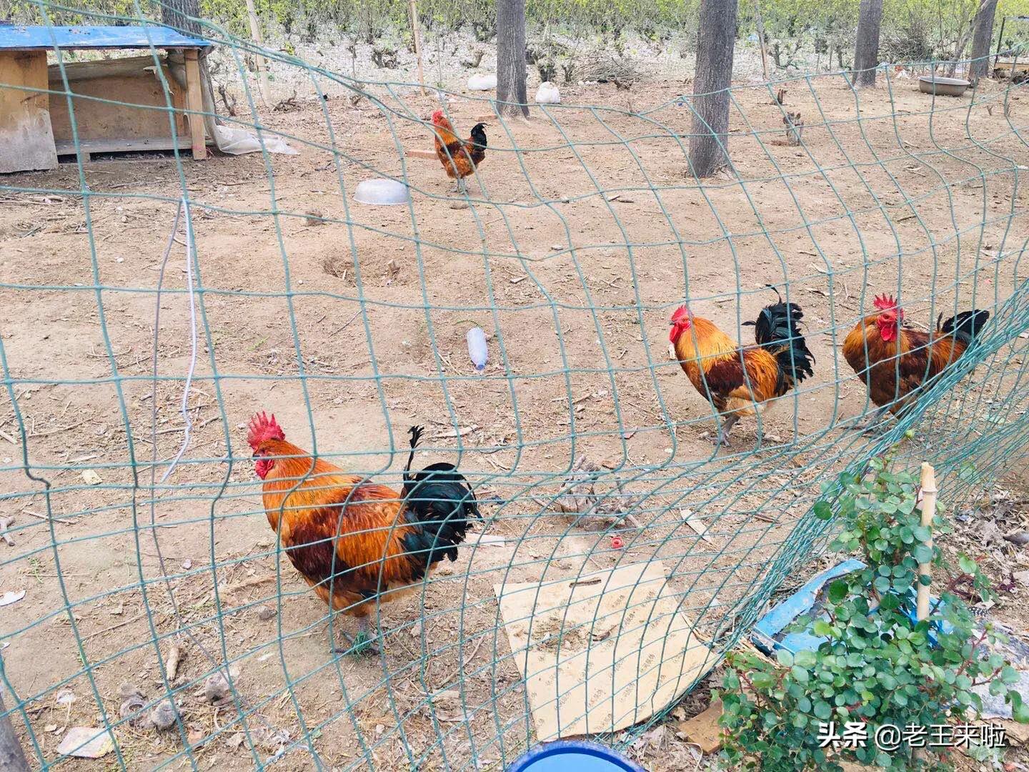 乡村农家乐红烧土鸡,棠张美食地锅鸡