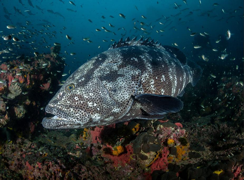 泰国四大潜水梦幻海岛,潜水游玩爱好者普吉岛