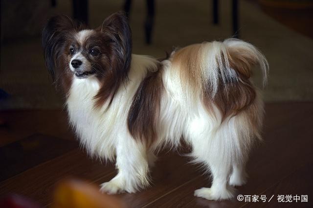 狗狗的种类图片,双鱼座狗狗性格特点