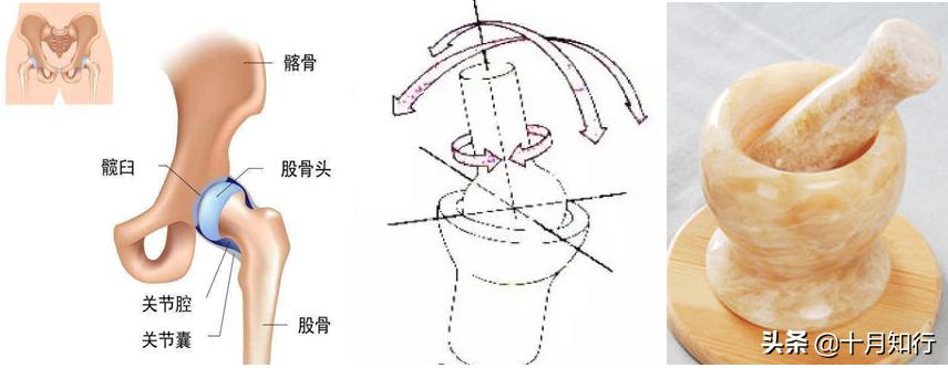 髋关节运动知识点总结大全,髋关节功能锻炼操作流程
