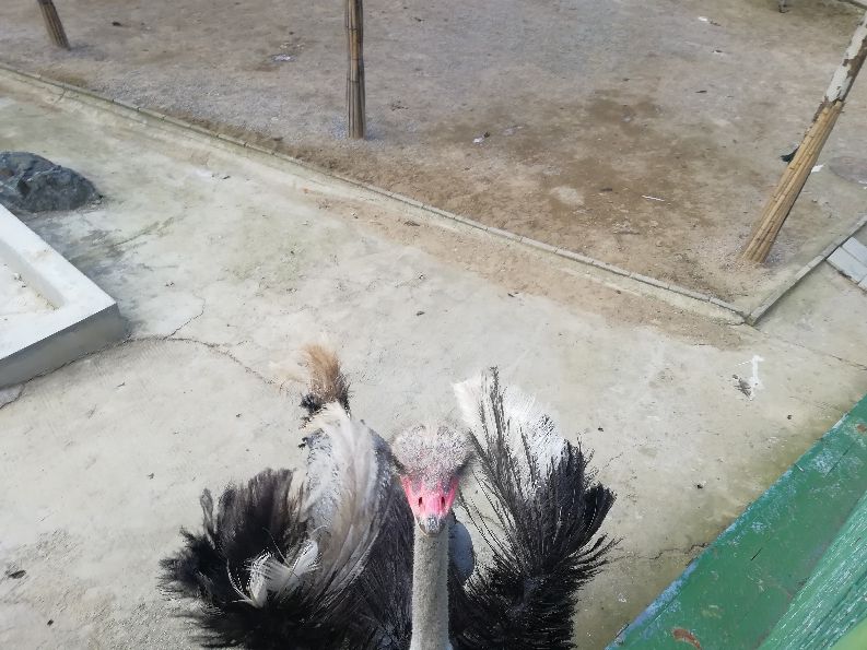 洛阳栾川竹海野生动物园值得去吗,洛阳栾川竹海野生动物园都有什么