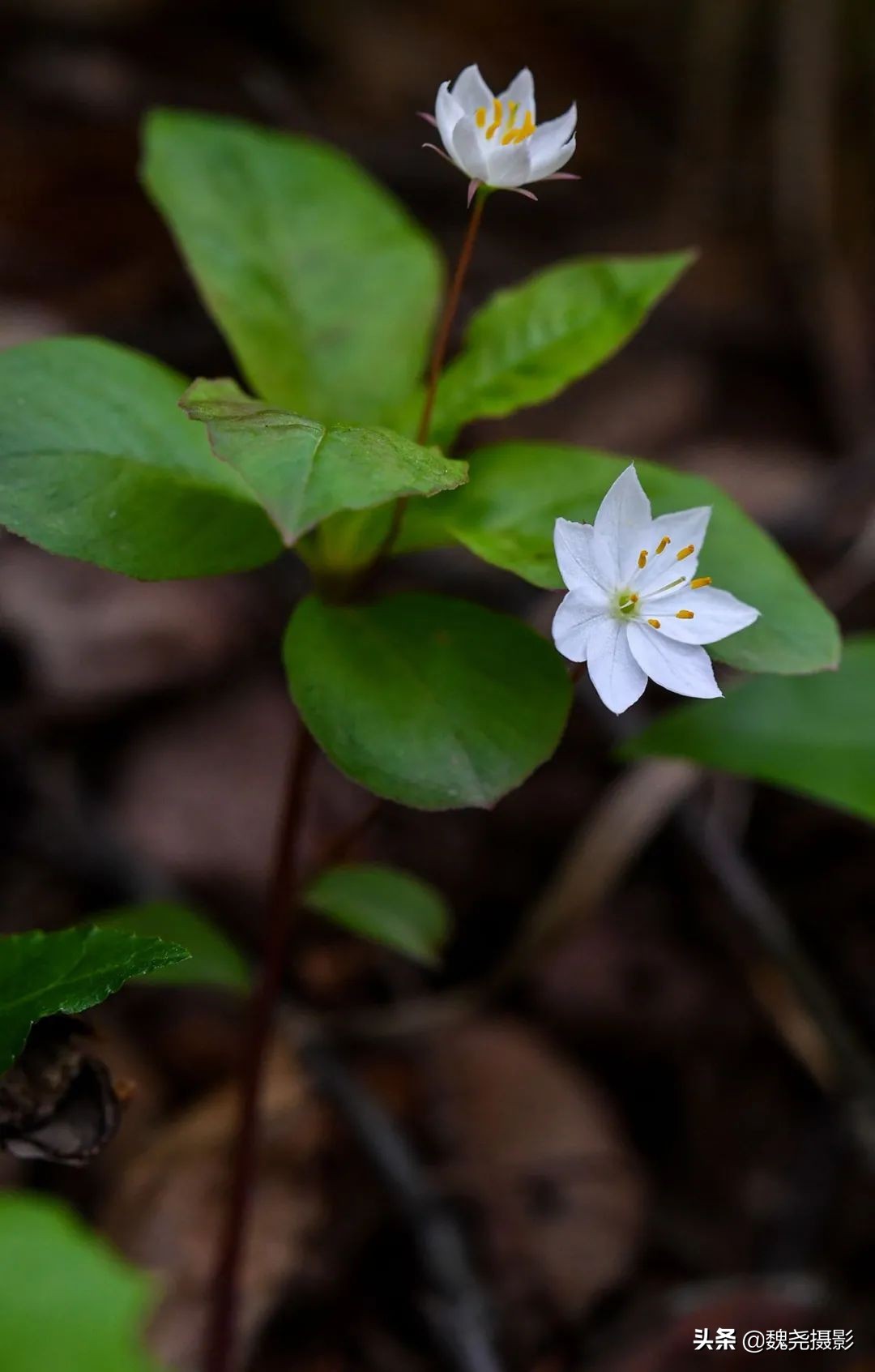 各个季节的野生兰花,北京百花山野生兰花图片