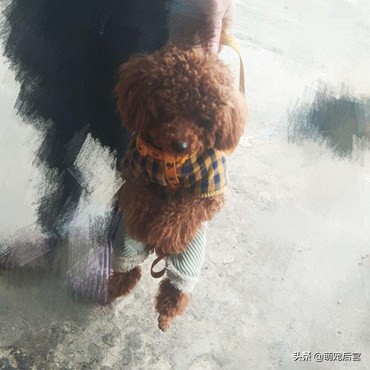 小泰迪出门就耍赖皮，瘫在地上死活不走，主人这招成功逗笑路人