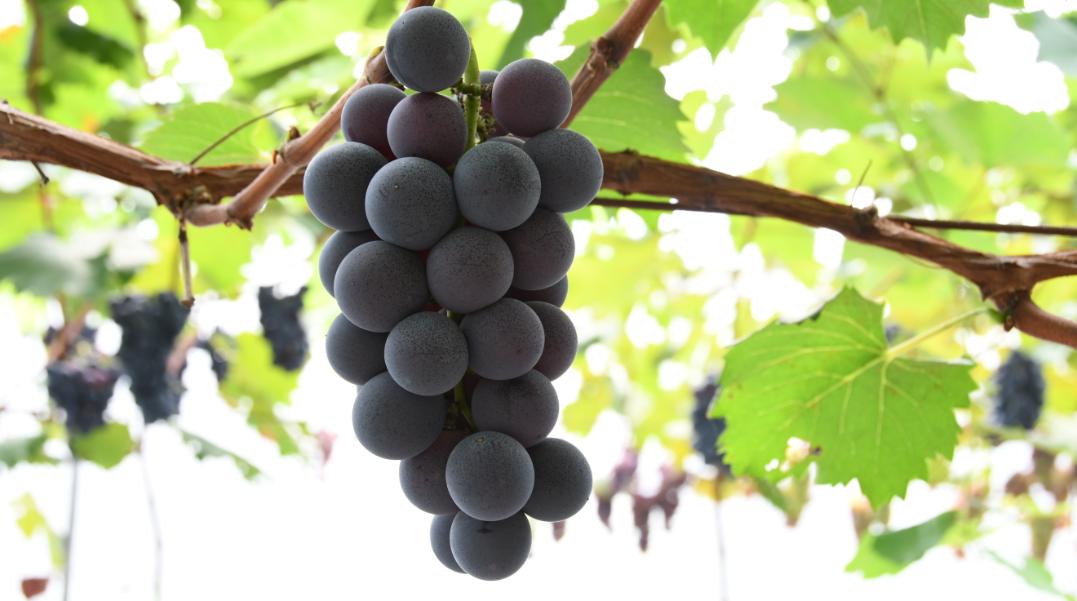 成都新都区军屯镇郭家村,成都新都军屯郭家村