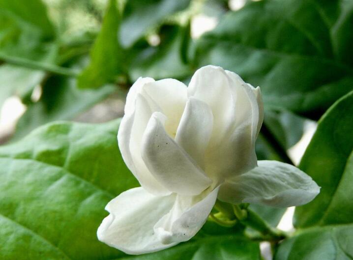 能够散发香味的植物提取物,盆栽香花推荐