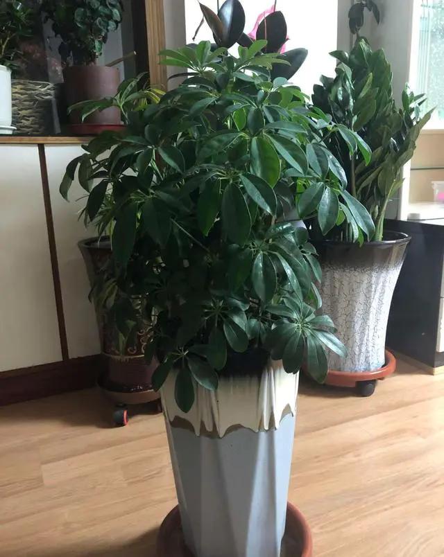 推荐一些吸甲醛力强好养的植物,吸甲醛的花哪种最便宜最好养活