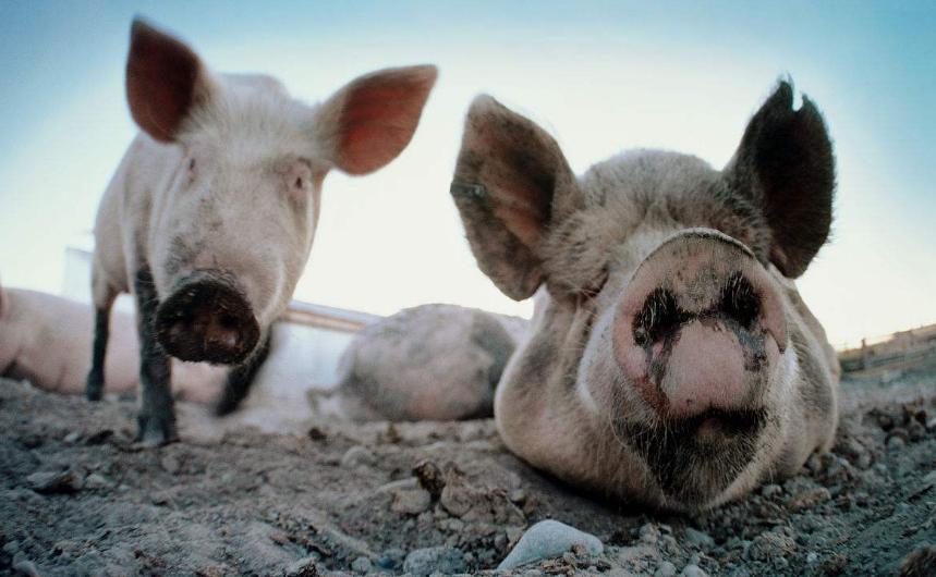 猪流鼻血是怎么回事,猪什么病引起流鲜红鼻血