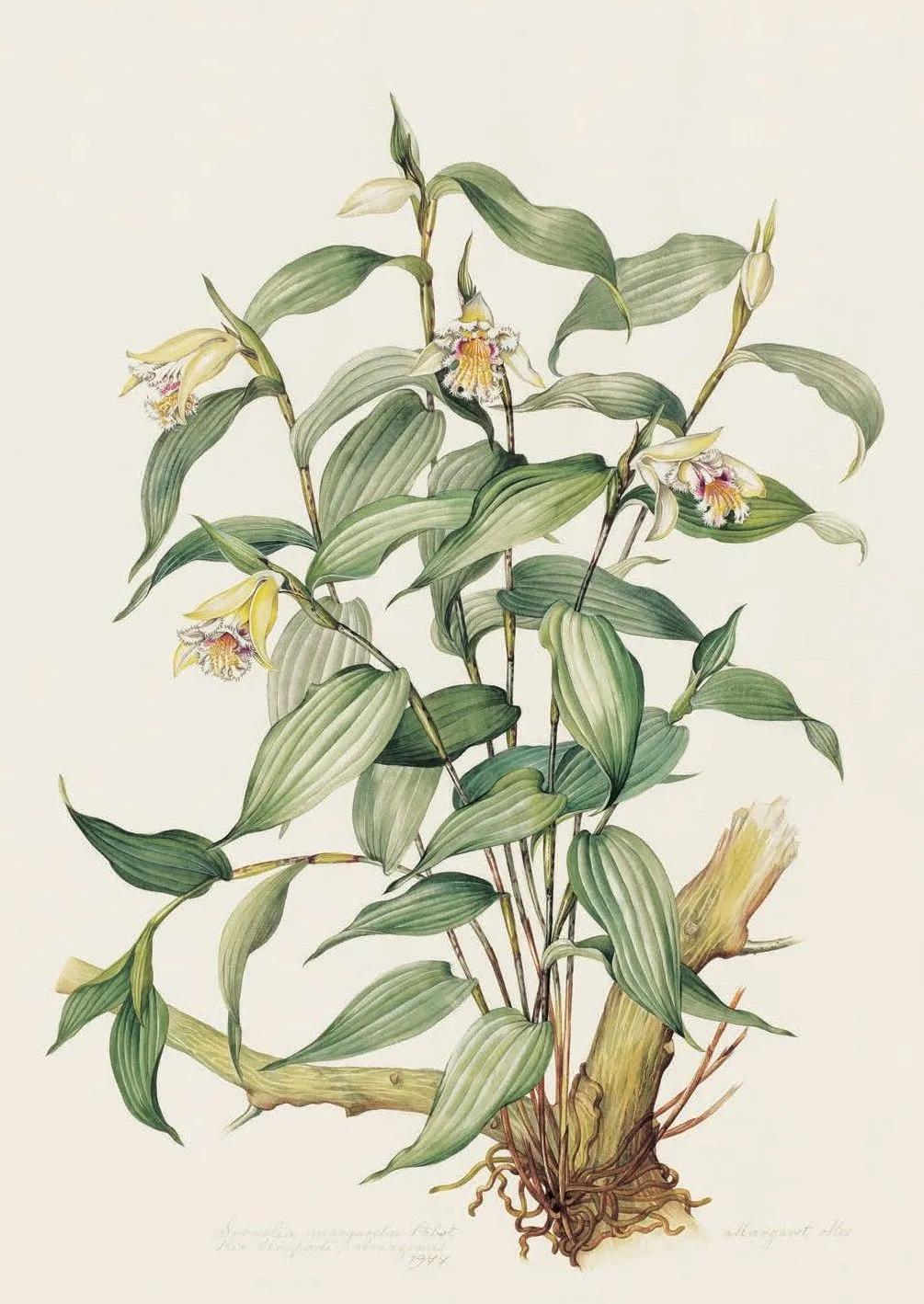 神秘的亚马逊雨林,亚马逊雨林最深处到底有多恐怖