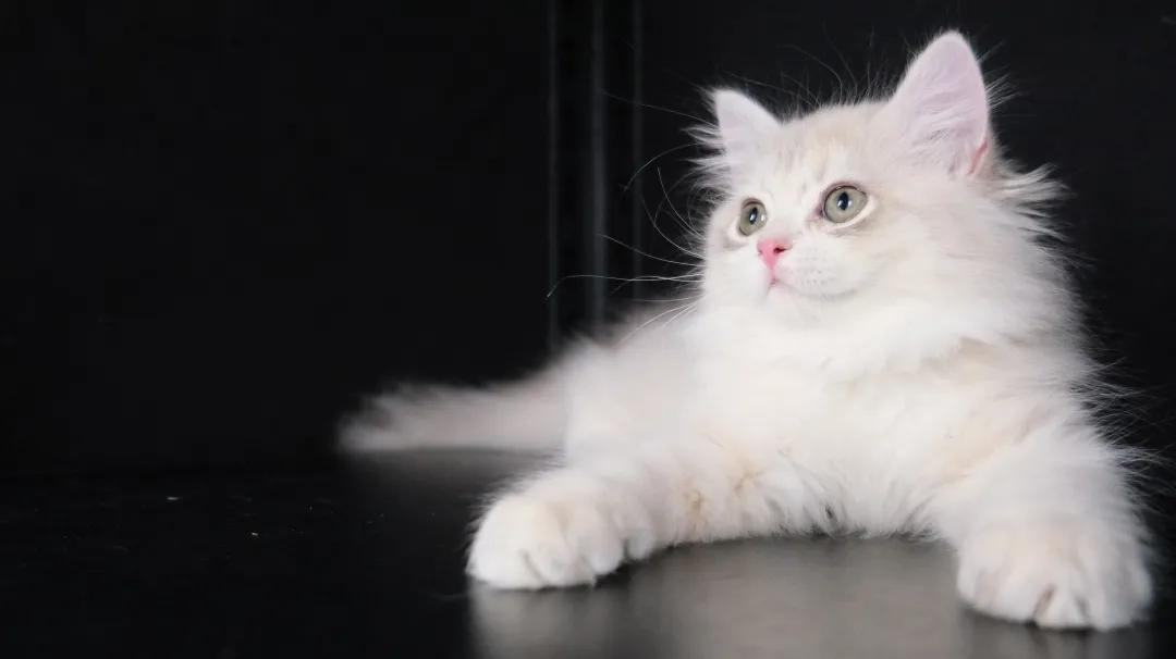 猫咪拉屎带的血该吃什么药,猫咪拉屎屁股上有血