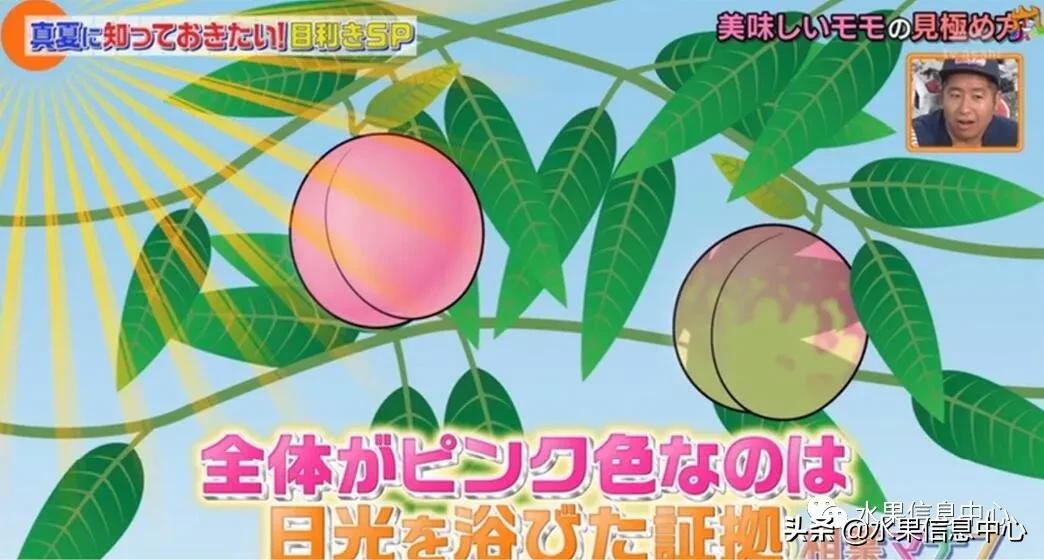 日本水果店怎么挑选,正宗日本水果店