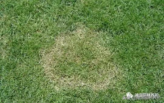 高温多雨草坪病害,园林树木病害春季