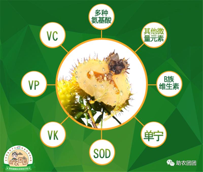 助农团团丨刺梨产业巡礼②：金秋十里沟，硕果满枝头