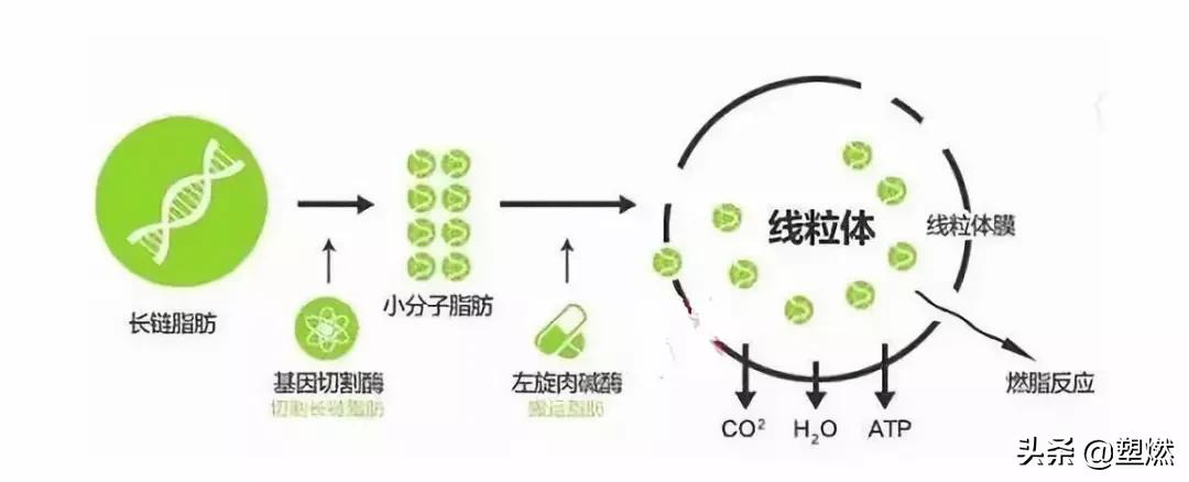 减脂左旋饮料真的有效果吗,减脂左旋肉碱和牛磺素一块吃吗