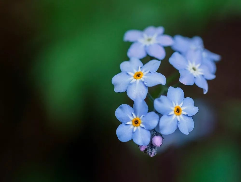 关于花的英文名昵称,关于花的女生英文名有寓意