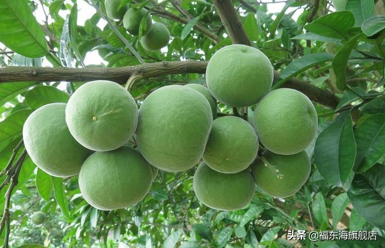 肺火旺痰多咳嗽喉咙干燥,肺部黄痰总咳不干净吃什么药