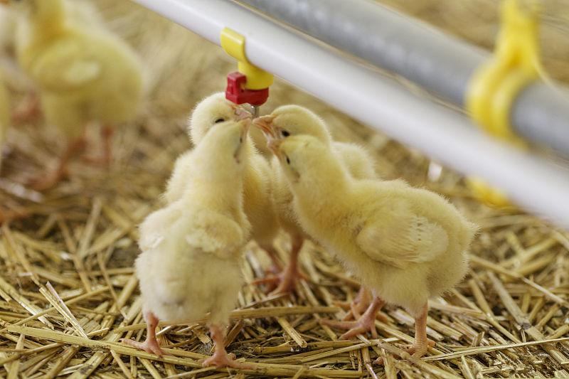 养鸡怎么控制鸡舍温度,养鸡湿度对雏鸡有什么影响